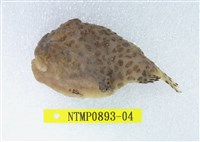 藏品(條紋躄魚)的圖片